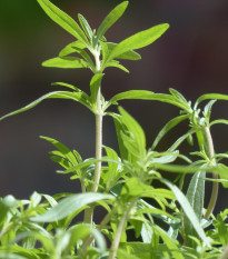 Saturejka zahradní Cyrano - Satureja hortensis - osivo saturejky - 300 ks