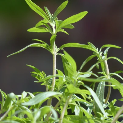 Saturejka zahradní Cyrano - Satureja hortensis - osivo saturejky - 300 ks