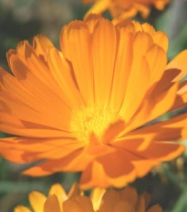 Měsíček lékařský Orange Prinzess - Calendula officinalis - osivo měsíčku - 50 ks
