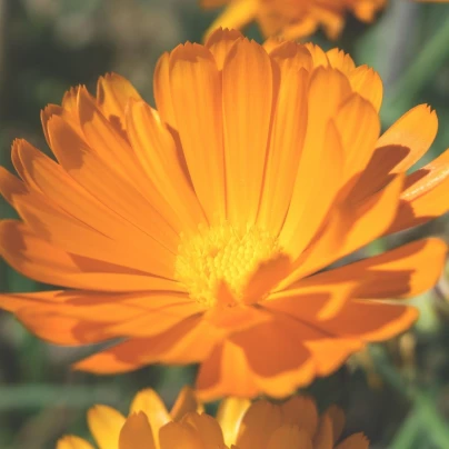 Měsíček lékařský Orange Prinzess - Calendula officinalis - osivo měsíčku - 50 ks