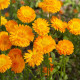 Měsíček lékařský Orange Prinzess - Calendula officinalis - osivo měsíčku - 50 ks