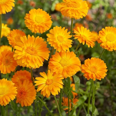 Měsíček lékařský Orange Prinzess - Calendula officinalis - osivo měsíčku - 50 ks