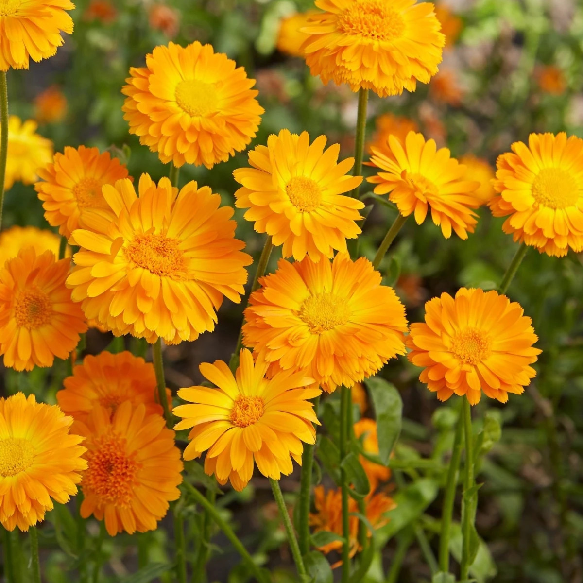 Měsíček lékařský Orange Prinzess - Calendula officinalis - osivo měsíčku - 50 ks