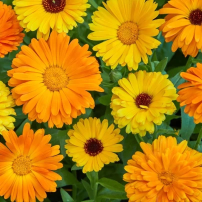 Měsíček lékařský Fiesta Gitana - Calendula officinalis - osivo měsíčku - 50 ks