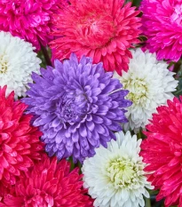 Astra čínská Teppich Mix - Callistephus chinensis - osivo astry - 50 ks
