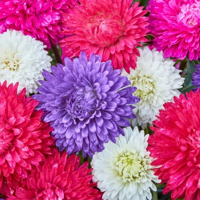 Astra čínská Teppich Mix - Callistephus chinensis - osivo astry - 50 ks