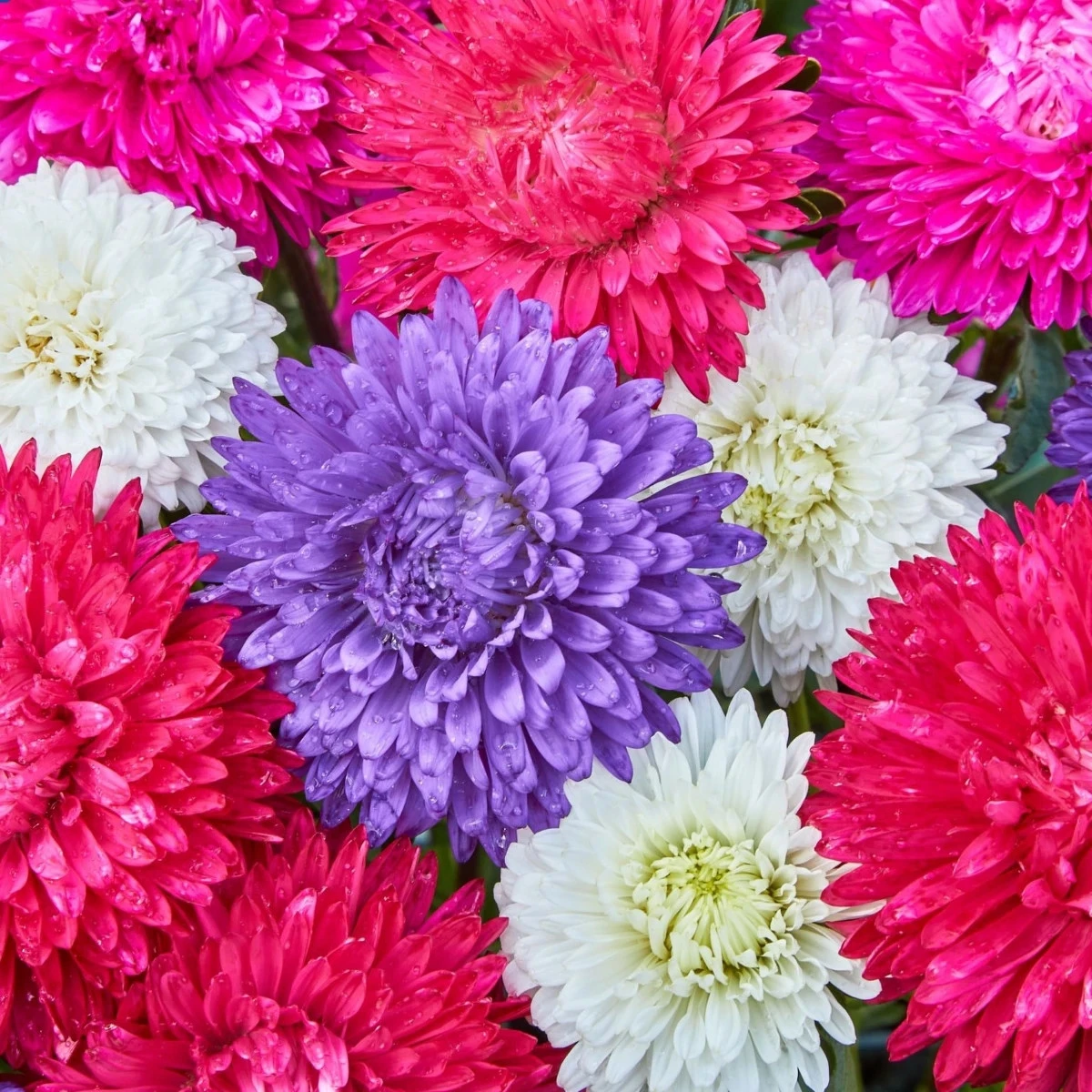 Astra čínská Teppich Mix - Callistephus chinensis - osivo astry - 50 ks