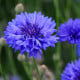 Chrpa Blauer Junge - Centaurea cyanus - osivo chrpy - 45 ks