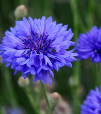 Chrpa Blauer Junge - Centaurea cyanus - osivo chrpy - 45 ks