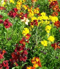 Chejr vonný jednoduchý směs barev - Erysimum cheiri - osivo chejru - 30 ks