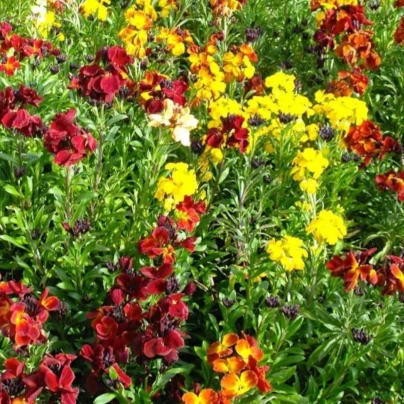 Chejr vonný jednoduchý směs barev - Erysimum cheiri - osivo chejru - 30 ks