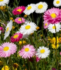 Slaměnka plnokvětá směs - Acroclinium roseum - osivo slaměnky - 0,06 g