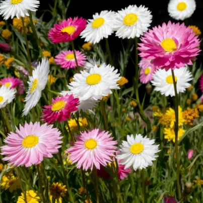 Slaměnka plnokvětá směs - Acroclinium roseum - osivo slaměnky - 0,06 g