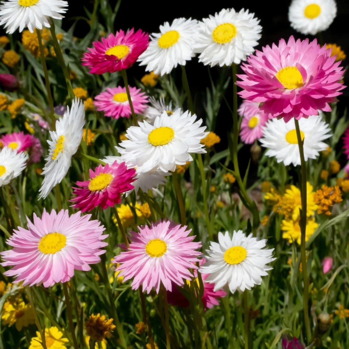 Slaměnka plnokvětá směs - Acroclinium roseum - osivo slaměnky - 0,06 g