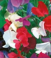 Hrachor královský směs - Lathyrus odoratus - osivo hrachoru - 20 ks