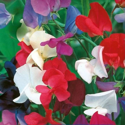 Hrachor královský směs - Lathyrus odoratus - osivo hrachoru - 20 ks