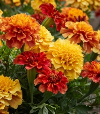 Aksamitník rozkladitý Strawberry Blonde - Tagetes patula - osivo aksamitníku - 0,3 g