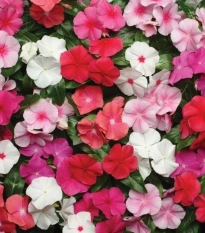 Barvínek Pacifica XP Mix - Catharanthus roseus - osivo barvínku - 30 ks