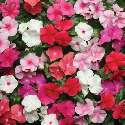 Barvínek Pacifica XP Mix - Catharanthus roseus - osivo barvínku - 30 ks