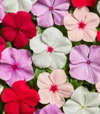 Barvínek Volcano Mix F1 - Catharanthus roseus - osivo barvínku - 30 ks