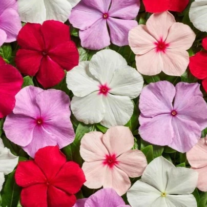Barvínek Volcano Mix F1 - Catharanthus roseus - osivo barvínku - 30 ks