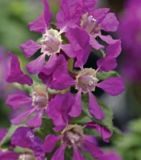 Hlazenec ohnivý Violet - japonská myrta - Cuphea Ilavea - osivo hlazence - 15 ks