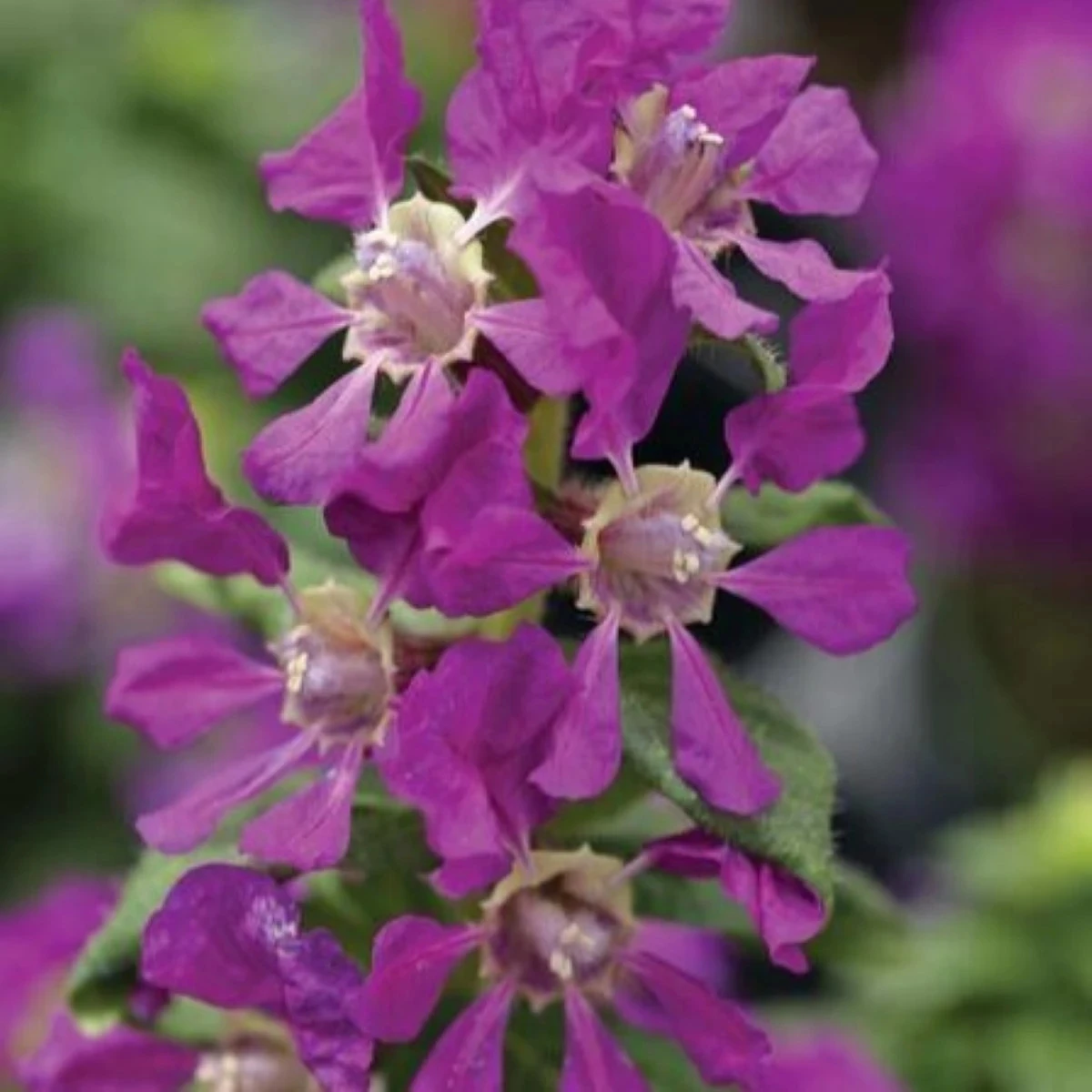 Hlazenec ohnivý Violet - japonská myrta - Cuphea Ilavea - osivo hlazence - 15 ks