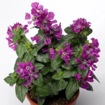 Hlazenec ohnivý Violet - japonská myrta - Cuphea Ilavea - osivo hlazence - 15 ks