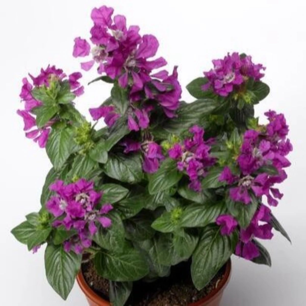 Hlazenec ohnivý Violet - japonská myrta - Cuphea Ilavea - osivo hlazence - 15 ks