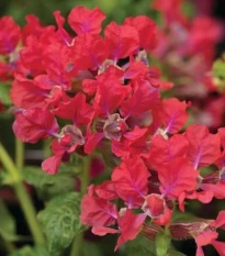 Hlazenec ohnivý Rose - japonská myrta - Cuphea Ilavea - osivo hlazence - 15 ks