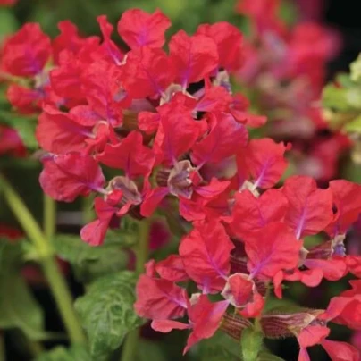 Hlazenec ohnivý Rose - japonská myrta - Cuphea Ilavea - osivo hlazence - 15 ks