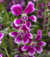 Hlazenec ohnivý Lavender Bicolor - japonská myrta - Cuphea Ilavea - osivo hlazence - 15 ks
