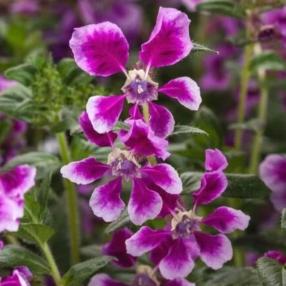 Hlazenec ohnivý Lavender Bicolor - japonská myrta - Cuphea Ilavea - osivo hlazence - 15 ks