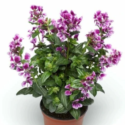 Hlazenec ohnivý Lavender Bicolor - japonská myrta - Cuphea Ilavea - osivo hlazence - 15 ks