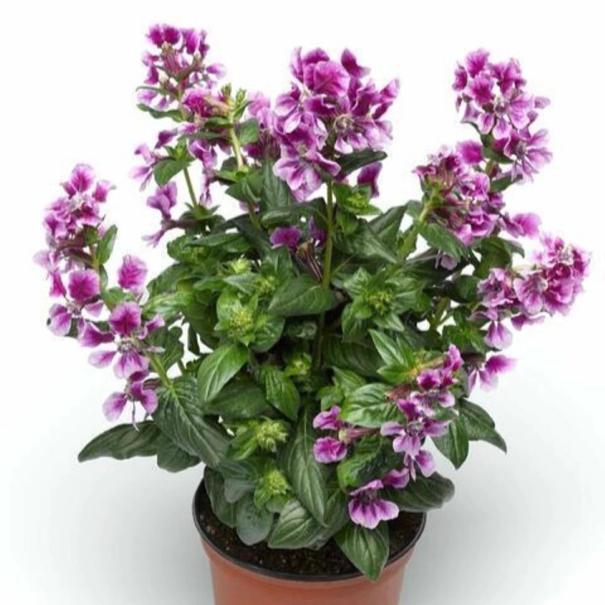 Hlazenec ohnivý Lavender Bicolor - japonská myrta - Cuphea Ilavea - osivo hlazence - 15 ks