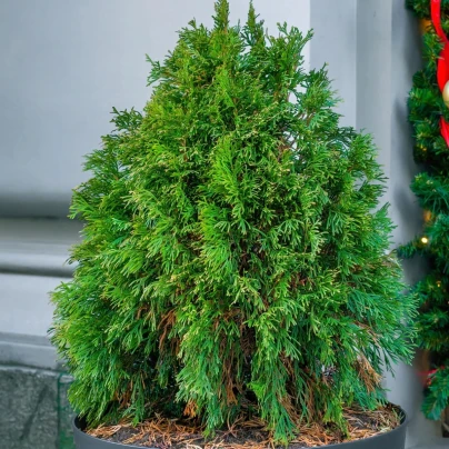 Túje Zerav orientální Compakta - Platycladus orientalis - osivo túje - 18 ks