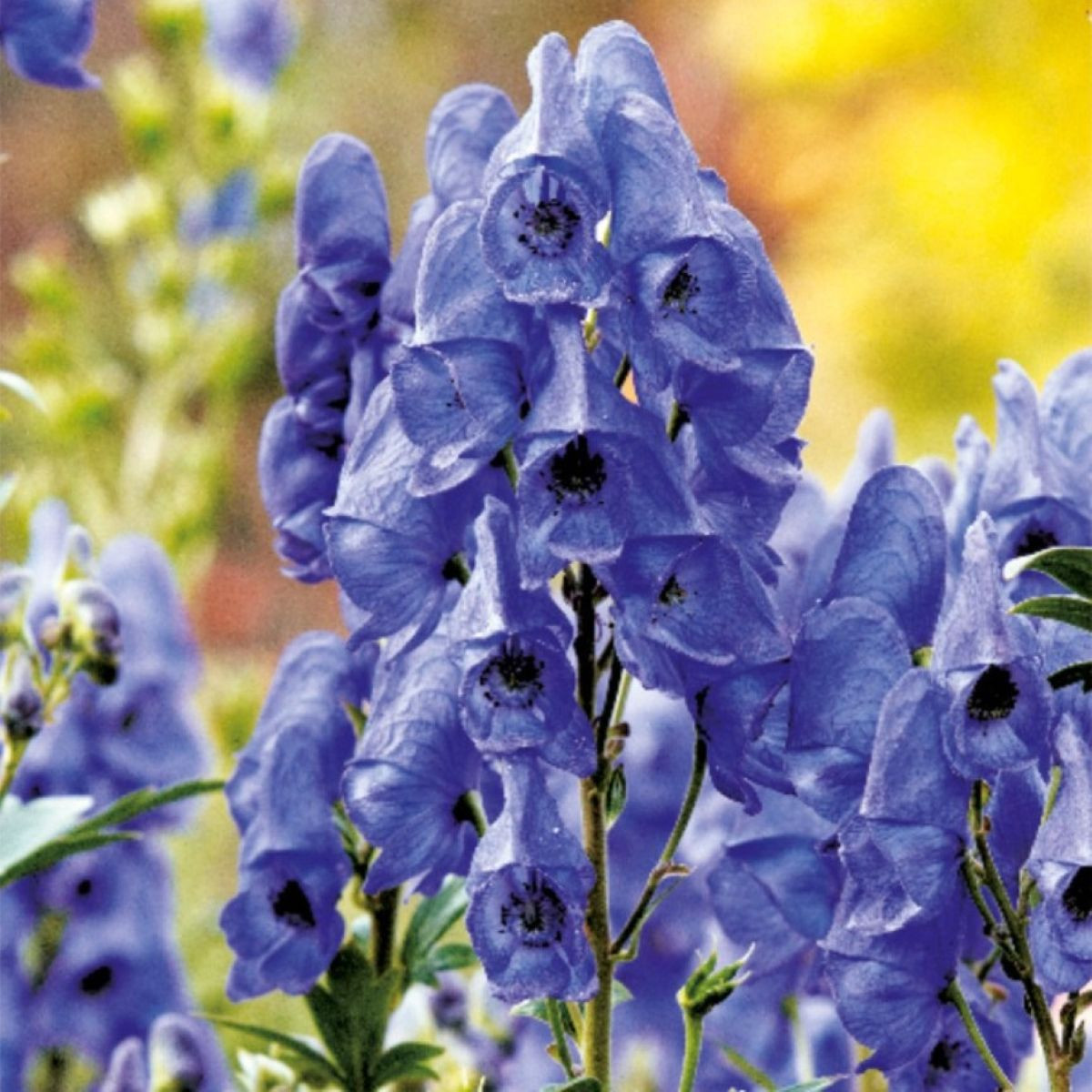 Oměj - Aconitum - hlízy oměje - 1 ks
