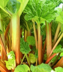 Rebarbora Goliath - Rheum rhabarbarum - prostokořenná sazenice rebarbory - 1 ks