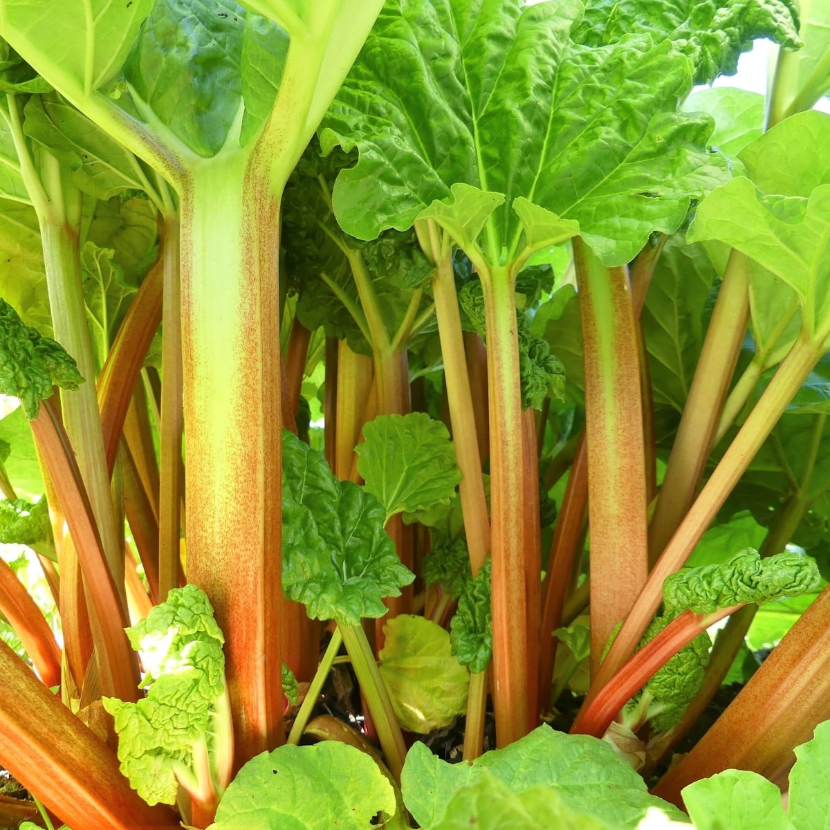 Rebarbora Goliath - Rheum rhabarbarum - prostokořenná sazenice rebarbory - 1 ks