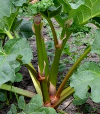 Rebarbora Timperley Early - Rheum rhabarbarum - prostokořenná sazenice rebarbory - 1 ks
