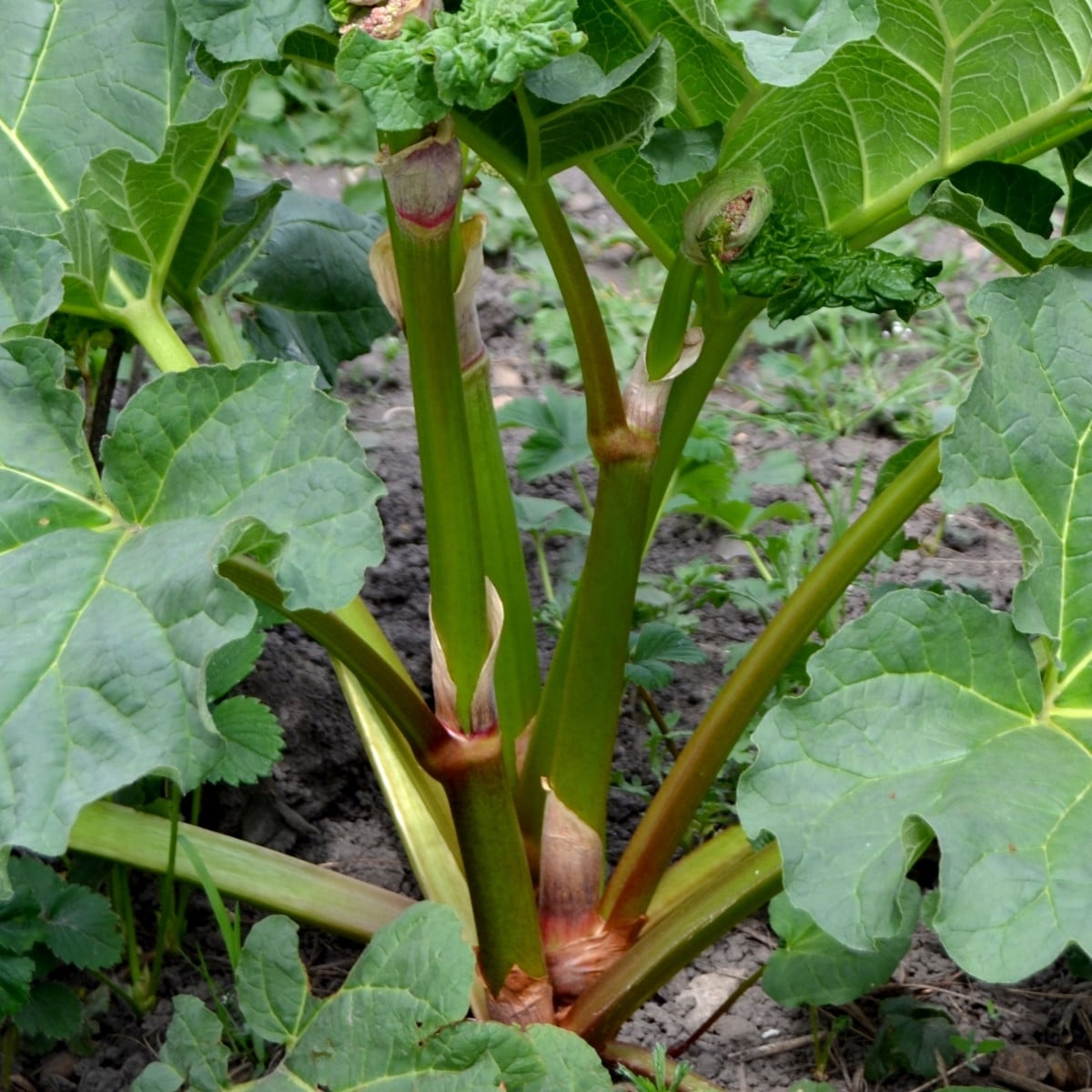 Rebarbora Timperley Early - Rheum rhabarbarum - prostokořenná sazenice rebarbory - 1 ks