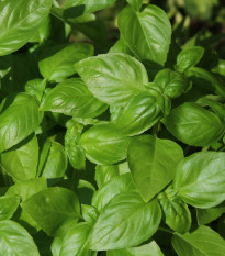 BIO Bazalka středně velké listy - Ocimum basilicum - bio osivo bazalky - 100 ks