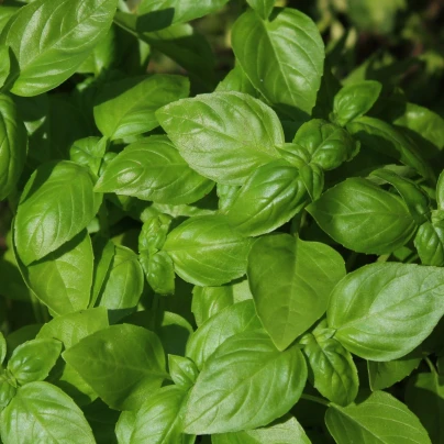 BIO Bazalka středně velké listy - Ocimum basilicum - bio osivo bazalky - 100 ks