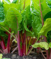 Rebarbora Valentine - Rheum rhabarbarum - prostokořenná sazenice rebarbory - 1 ks