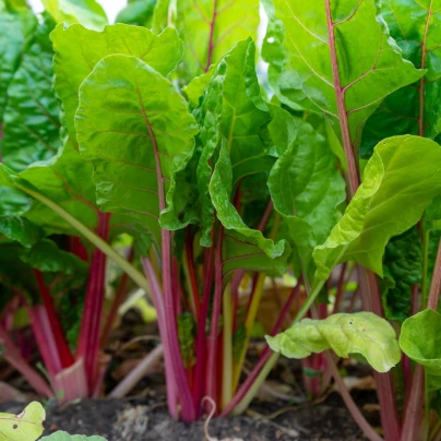 Rebarbora Valentine - Rheum rhabarbarum - prostokořenná sazenice rebarbory - 1 ks