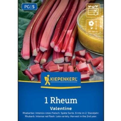 Rebarbora Valentine - Rheum rhabarbarum - prostokořenná sazenice rebarbory - 1 ks