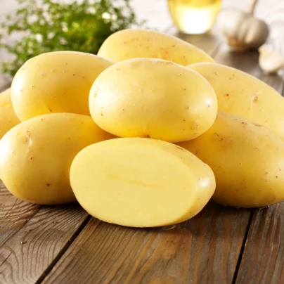 BIO Sadbové brambory Agria - Solanum tuberosum - Kiepenkerl - bio sadba - 10 ks