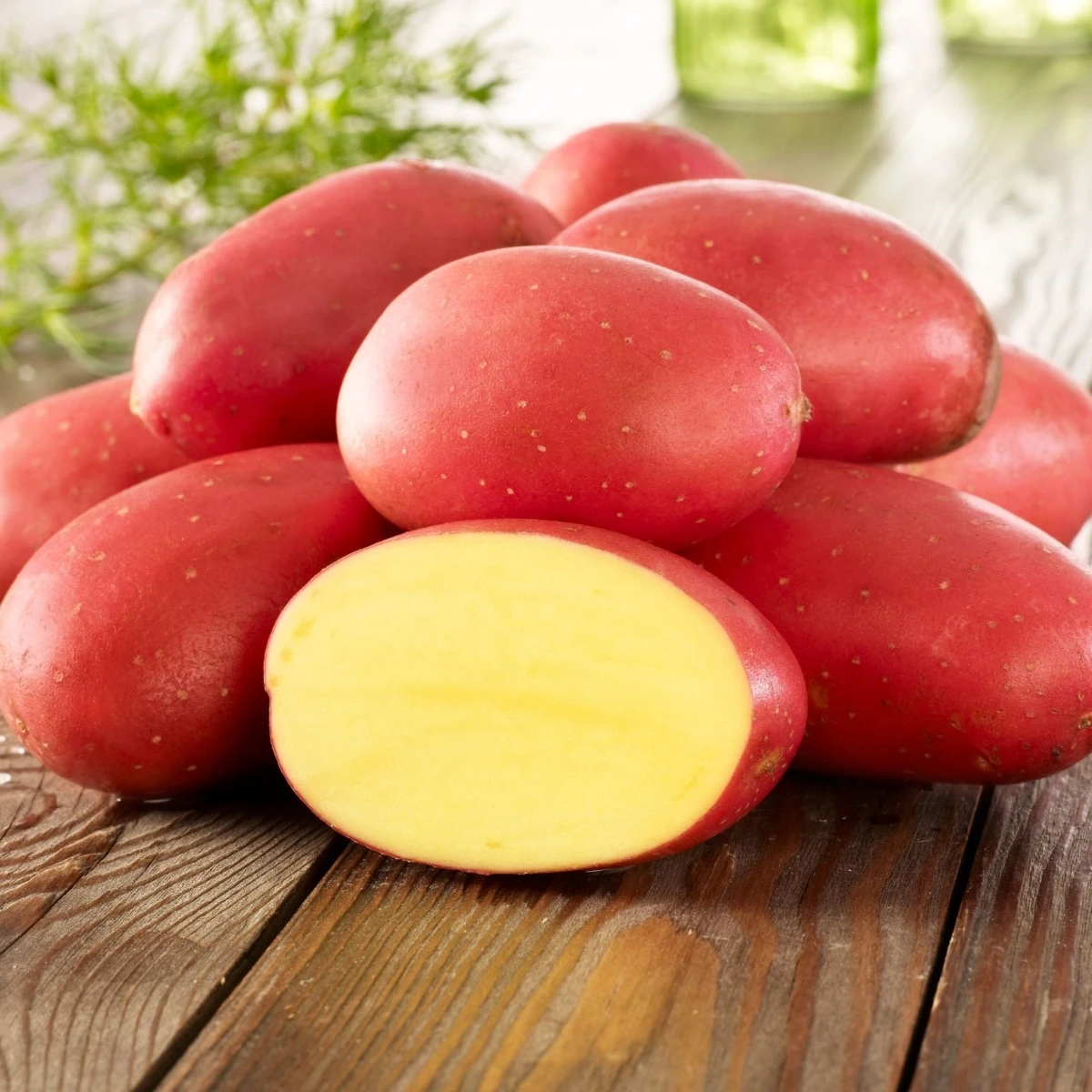 Sadbové brambory Laura - Solanum tuberosum - Kiepenkerl - sadba - 10 ks