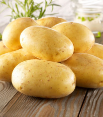 Sadbové brambory Bernina - Solanum tuberosum - Kiepenkerl - sadba - 10 ks