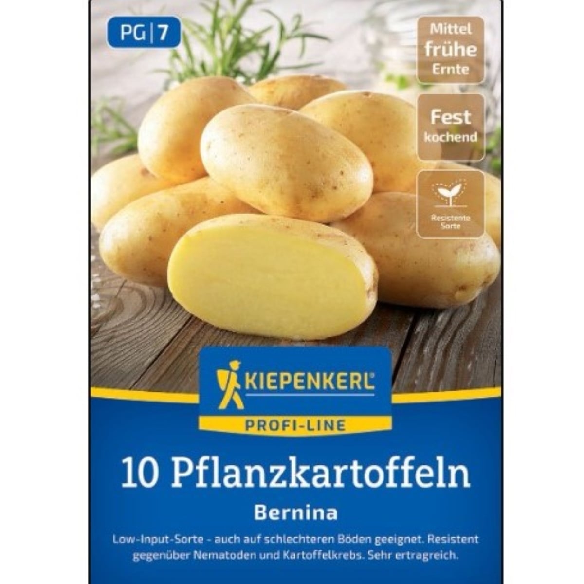 Sadbové brambory Bernina - Solanum tuberosum - Kiepenkerl - sadba - 10 ks
